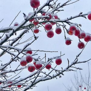 Бу атнада Татарстанга -34 градуслы салкыннар килә