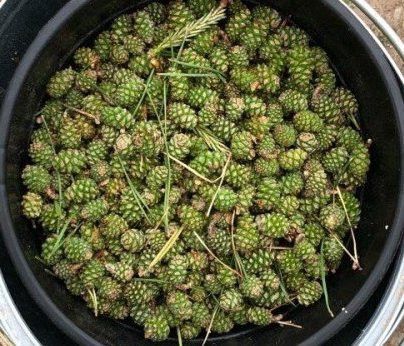 Күркә кайнатмасы рецепты