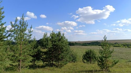 Сюлмысен кисьтӥськись чуръёс...
