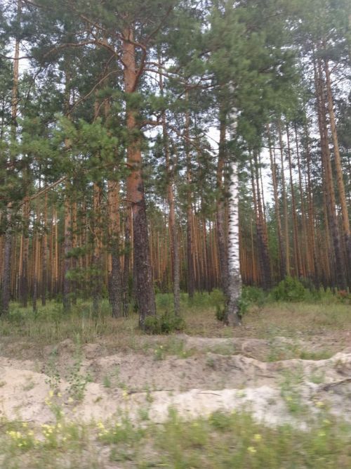 Әтнәдә берәү өстенә агач төшеп вафат булган