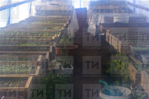 Орлык тизрәк тишелсен өчен