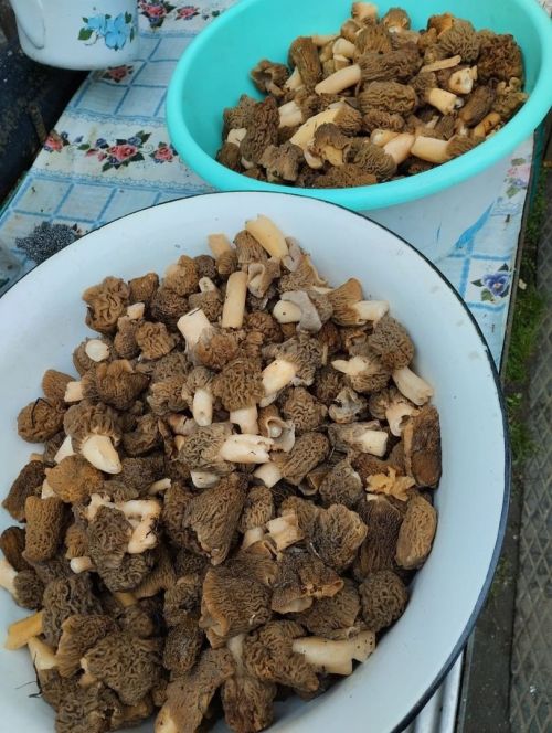Кәҗә гөмбә — сморчок җыясызмы? (фото)