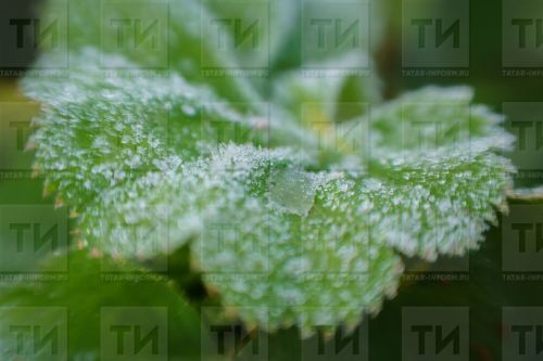 Туңган үсемлекләргә ярдәм итеп була