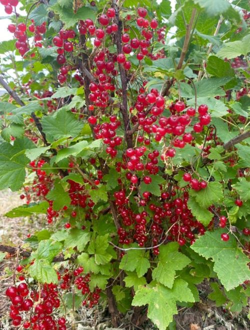 Карлыган куакларына корткычлар ияләшсә...