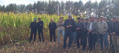 «Кызыл юл» хуҗалыгының кукуруз  тәҗрибә участогында семинар-киңәшмә бара (фото, видео)