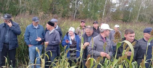 «Кызыл юл» хуҗалыгының кукуруз  тәҗрибә участогында семинар-киңәшмә бара (фото, видео)