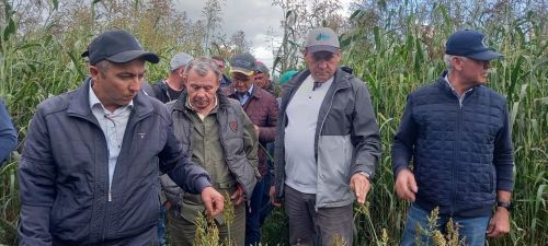 «Кызыл юл» хуҗалыгының кукуруз  тәҗрибә участогында семинар-киңәшмә бара (фото, видео)