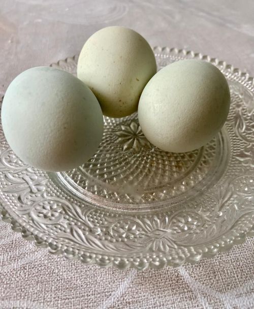 Кышын тавыклар йомырка салсын өчен нишләргә?