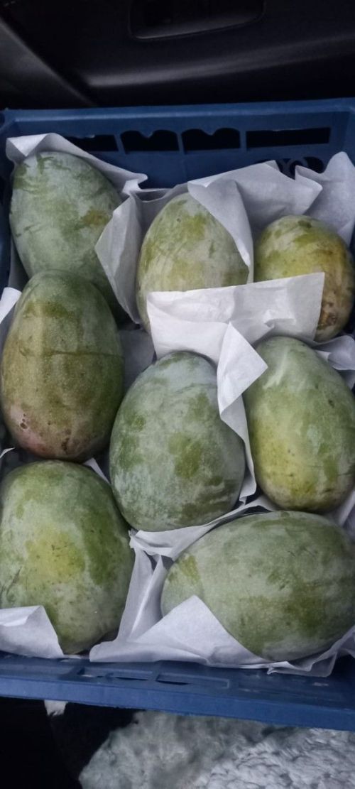 Манго ашагыз: йөрәкне көйли, иммунитетны ныгыта, яман шештән саклый