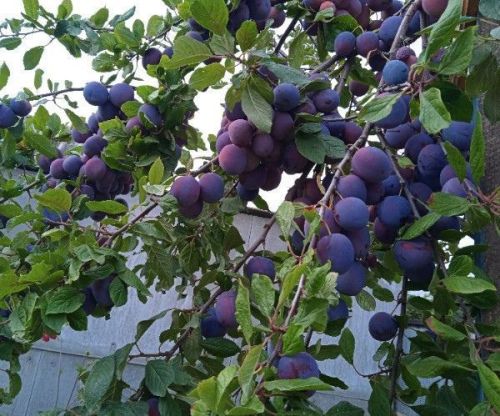 Нинди агач һәм куакларны көзен утыртырга ярамый?