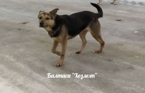 Бер балага хуҗасыз этләр ташланган. 9 яшьлек бала хастаханәдә