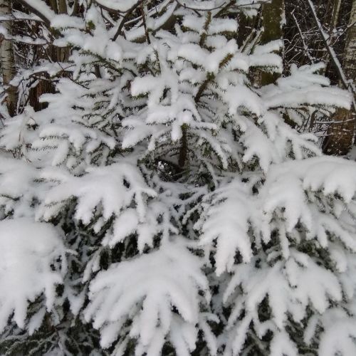 Бүгеннән  «Чыршы» операциясе старт алды