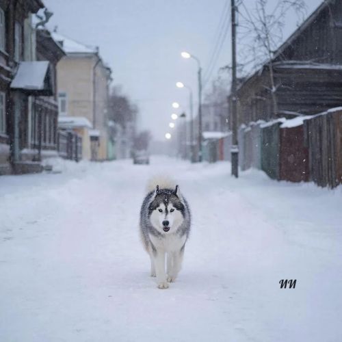 Этләр һөҗүменнән зыян күргән тугыз яшьлек кыз бала вафат булган