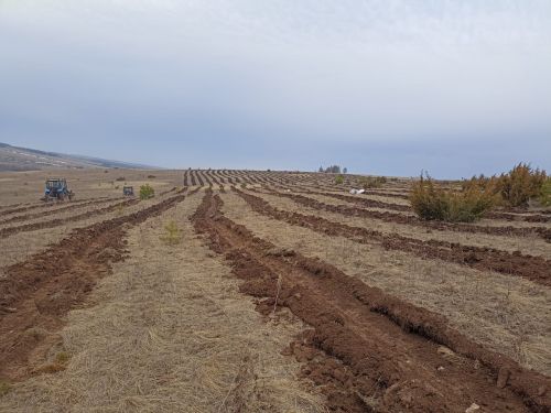 Балтач урманчылары агач утырталар