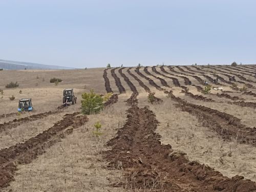 Балтач урманчылары агач утырталар