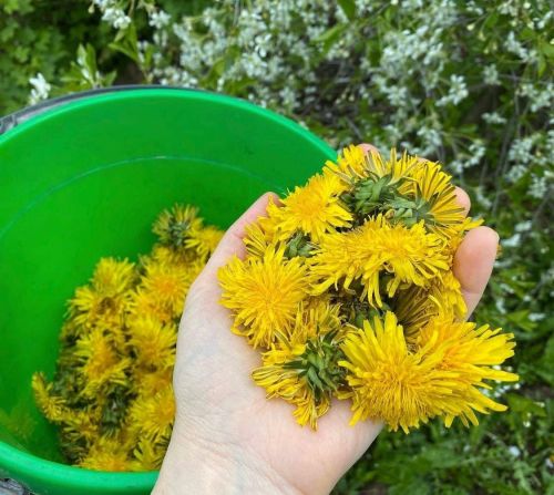 Тузганак (одуванчик) вареньесы рецепты