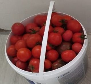 Томат согы