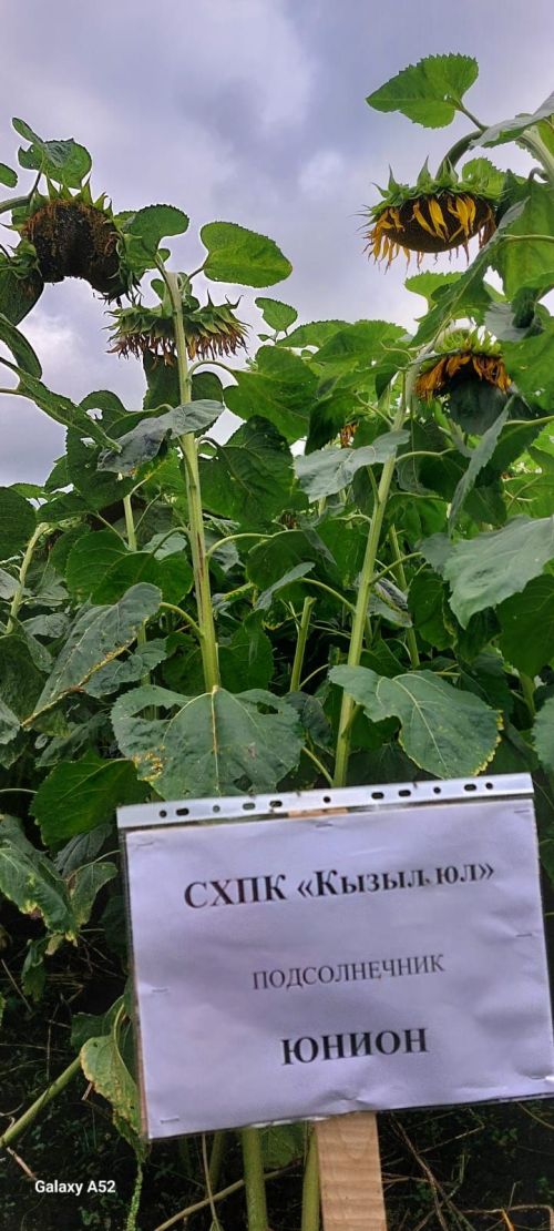 Бүген “Кызыл юл” җәмгыяте базасында кукуруз гибридлары белән таныштыру семинары узды