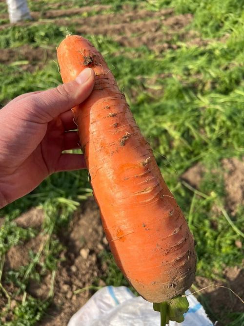 Кишерне кыш көне саклауның 8 төрле ысулы