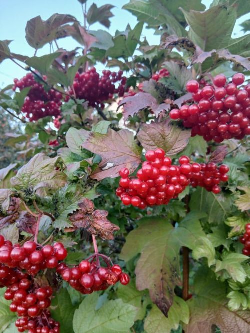 Баланны кайчан җыярга һәм ничек сакларга?