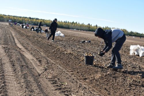 «Татарстан»лылар быел бәрәңгене 100 гектар мәйданда иккән