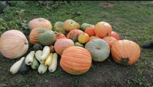 Кабакның файдасы
