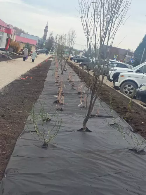 Балтач үзәгенә агачлар, куаклар утыртылды