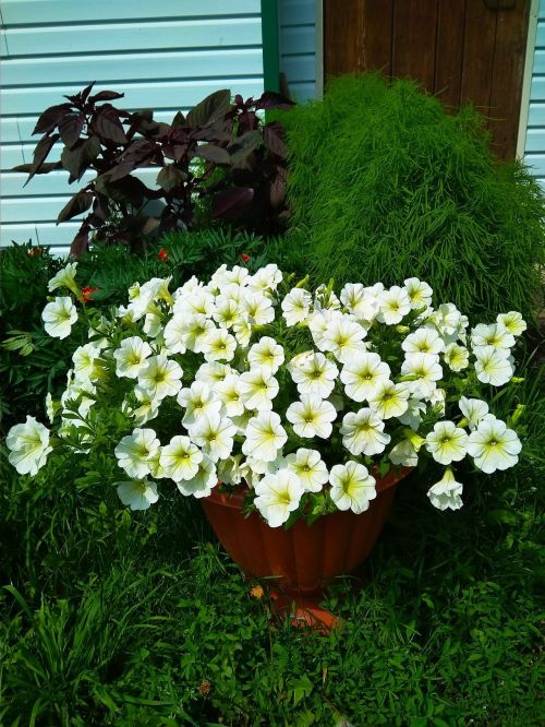 Петунияне ничек дөрес үстерергә –  иң кирәкле киңәшләр