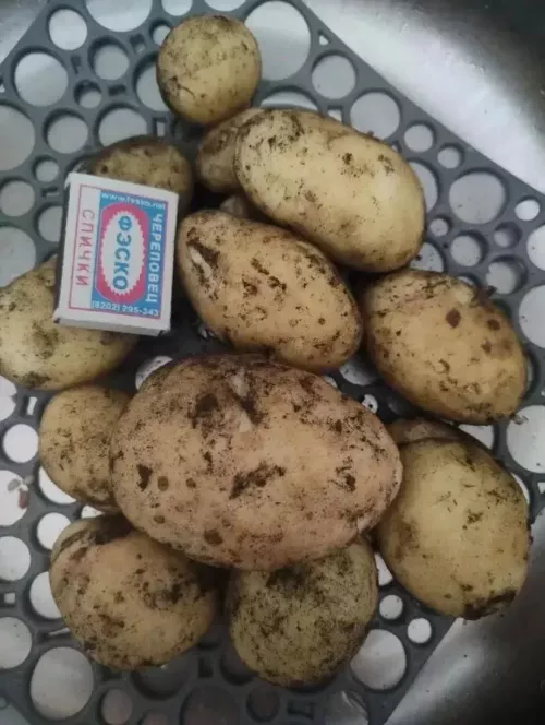 Абдрахмановлар яңа бәрәңгедән авыз иткән