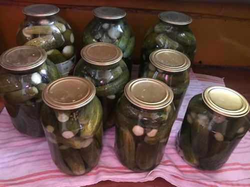 Лилия Әскаровадан кыяр маринадлау рецепты