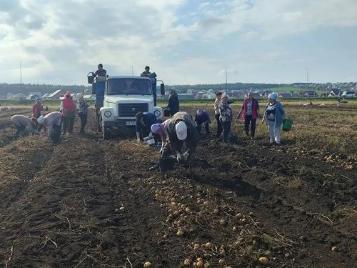 Тимирязев басуында гөрләтеп бәрәңге алалар