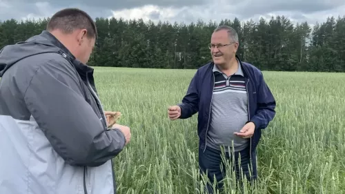 Рамил Нотфуллин хуҗалык җитәкчеләре белән иген кырларын карап чыкты