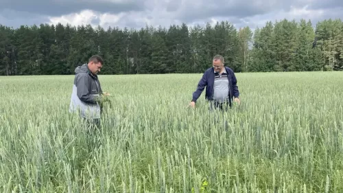 Рамил Нотфуллин хуҗалык җитәкчеләре белән иген кырларын карап чыкты