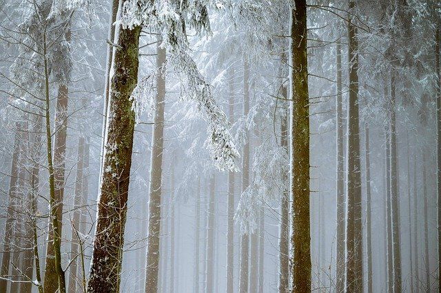 Башына агач төшеп, бер ир һәлак булган