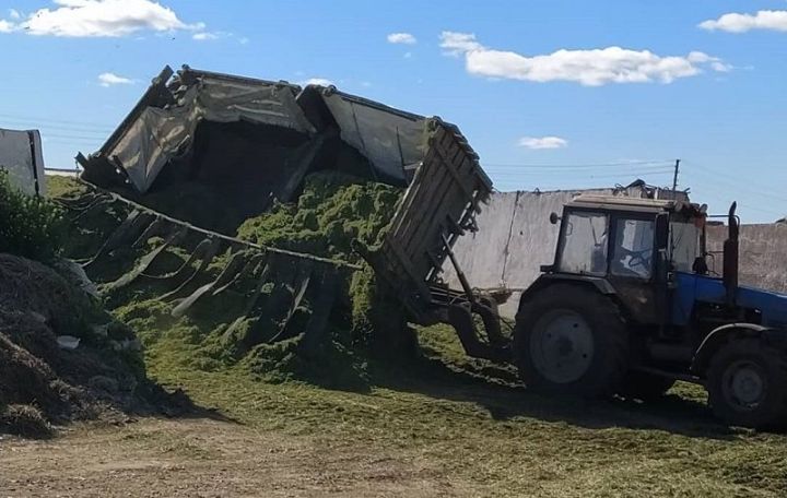 "Маяк"лылар терлек азыгы хәзерли