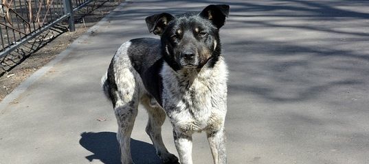 Балтачта этләргә стерилизация ясаячаклар. Бушка