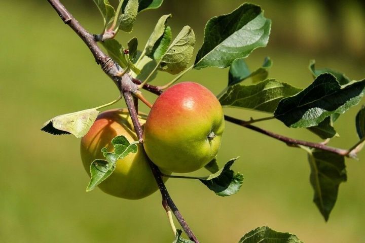 Язын алма һәм груша агачларын ничек дөрес кисәргә?