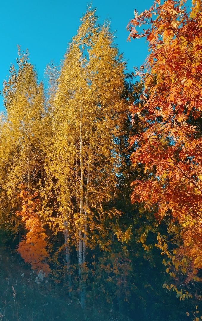 «Исән-сау кайт, балам!» (видео)