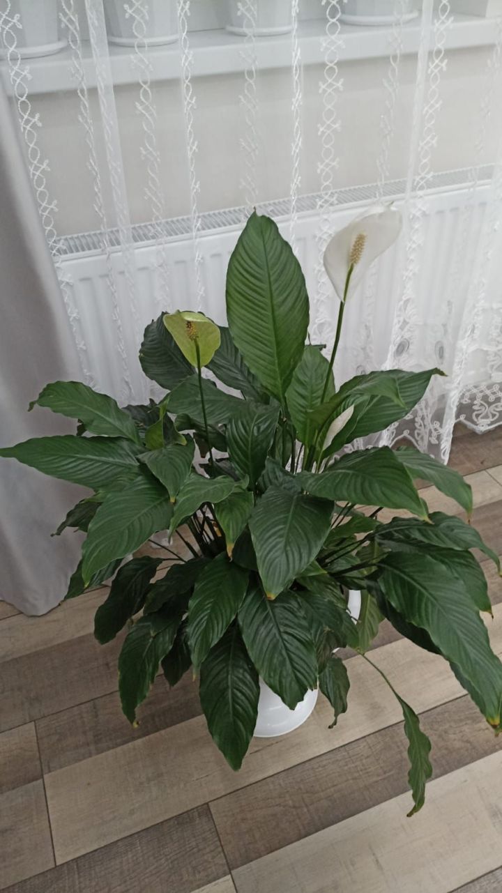 Гаиләмне саклап калырга гөл ярдәм итте...» (булган хәл)