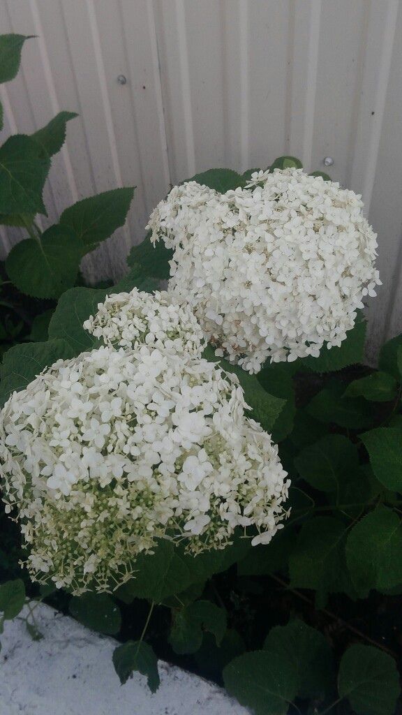Гортензия үсентесен көз көне ничек утыртырга
