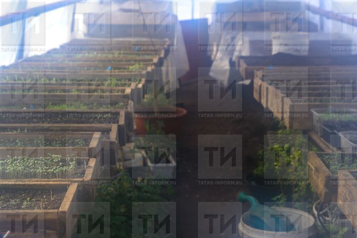 Орлык тизрәк тишелсен өчен