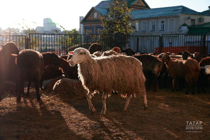 Ветеринария хезмәте Корбан бәйрәмгә терлекне башка төбәктән алмаска киңәш итте