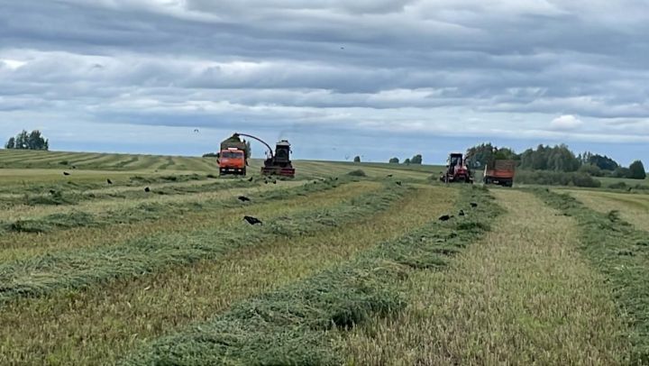 Терлек азыгы әзерләү буенча бәйгенең икенче атна җиңүчеләре билгеле