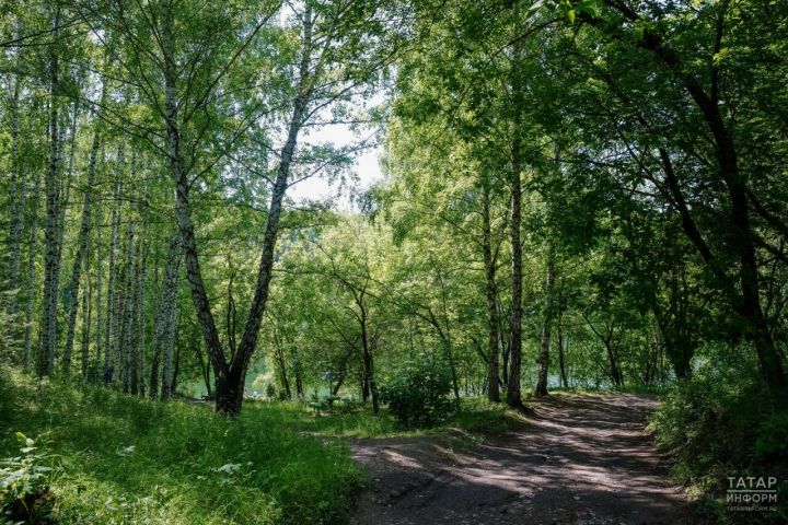 Урманнарда янгын чыгу куркынычы югары булу сәбәпле Татарстанда кисәтү игълан ителде