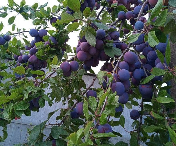 Нинди агач һәм куакларны көзен утыртырга ярамый?