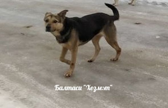 Бер балага хуҗасыз этләр ташланган. 9 яшьлек бала хастаханәдә