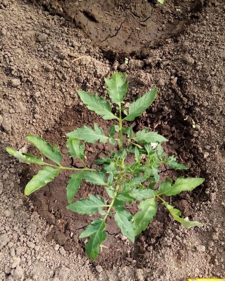 Помидор утыртканда нәрсәләр сибәсе?