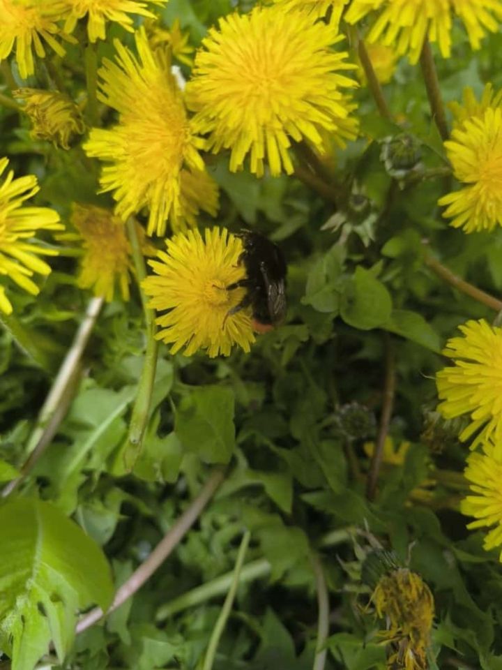 Тузганактан кайнатма