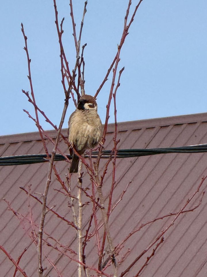 Кошлар сайравы — дәвалый