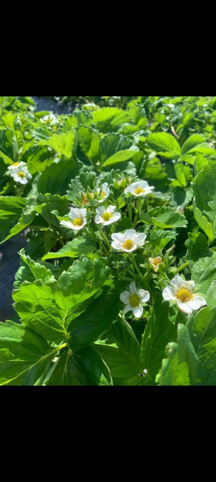 «Кибеттән ашлама сатып алганым юк, үзем ясаганны сибәм»